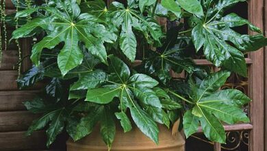 Photo of Cuidados com a planta Fatsia japonica ou Aralia do Japão