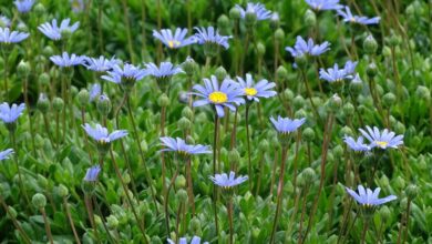 Photo of Cuidados com a planta Felicia amelloides, Daisy Azul ou Agatea