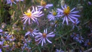 Photo of Cuidados com a planta Felicia filifolia ou Wild Aster