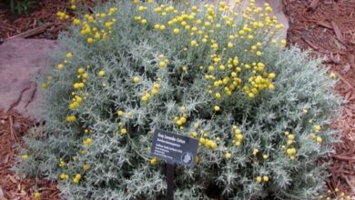 Photo of Cuidados com a planta feminina Santolina chamaecyparissus ou Abrótano