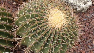 Photo of Cuidados com a planta Ferocactus alamosanus ou barril de Biznaga de Alamos