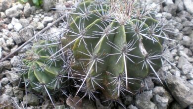 Photo of Cuidados com a planta Ferocactus flavovirens ou Biznaga barril de Zapotitlán