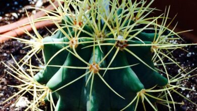 Photo of Cuidados com a planta Ferocactus glaucescens ou Blue Barrel Cactus
