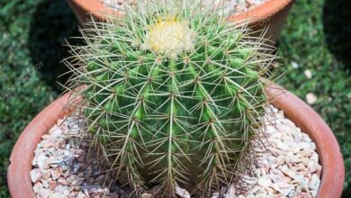 Photo of Cuidados com a planta Ferocactus latispinus ou língua do diabo