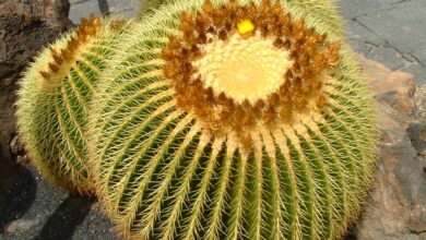 Photo of Cuidados com a planta Ferocactus schwarzii ou bacubirite em barril de Biznaga