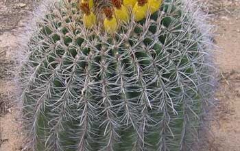 Photo of Cuidados com a planta Ferocactus wislizenii ou Água de Biznaga