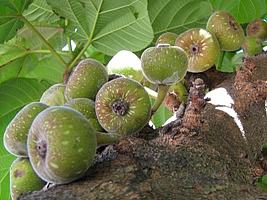 Photo of Cuidados com a planta Ficus ingens ou figos de folha vermelha