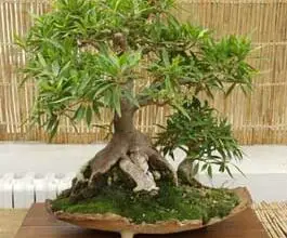 Photo of Cuidados com a planta Ficus salicaria ou Ficus neriifolia