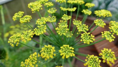 Photo of Cuidados com a planta Foeniculum vulgare ou Fennel