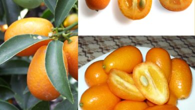 Photo of Cuidados com a planta Fortunella, Kumquat ou Laranja Chinesa