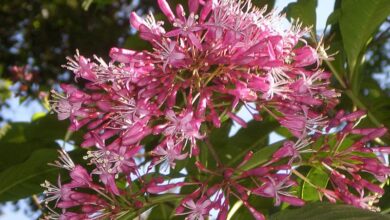 Photo of Cuidados com a planta Fuchsia arborescens ou Aretillo