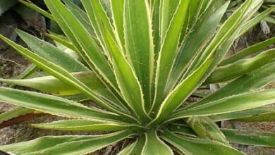 Photo of Cuidados com a planta Furcraea selloa, Furcraea agave ou Furcrea