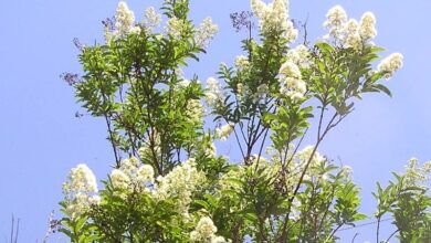 Photo of Cuidados com a planta Galpinia transvaalica ou Galpinia