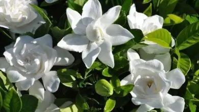 Photo of Cuidados com a planta Gardenia jasminoides, Gardenia ou Cape Jasmine