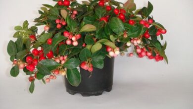 Photo of Cuidados com a planta Gaultheria procumbens, Wintergreen ou Axocopaque