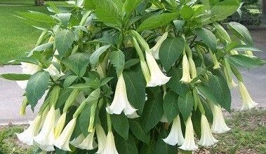 Photo of Cuidados com a planta Golden Brugmansia ou Floripondio