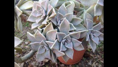 Photo of Cuidados com a planta Graptopetalum paraguayense, Graptopétalo ou Madreperla