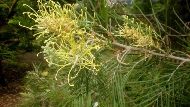 Photo of Cuidados com a planta Grevillea Golden Yu-Lo ou Grevillea