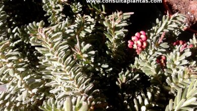 Photo of Cuidados com a planta Grevillea lanigera ou Grevillea lanosa