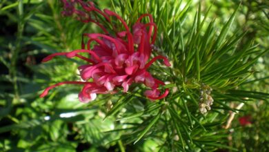 Photo of Cuidados com a planta Grevillea rosmarinifolia ou Grevillea arbustiva