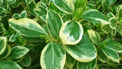 Photo of Cuidados com a planta Griselinia littoralis, Griselinia ou Kapuka