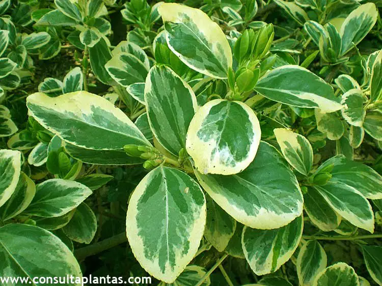 Cuidados com a planta Griselinia littoralis, Griselinia ou Kapuka Noticias De Jardim