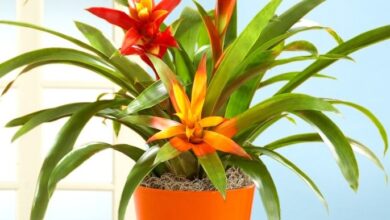 Photo of Cuidados com a planta Guzmania lingulata, Scarlet Star ou Bromeliad