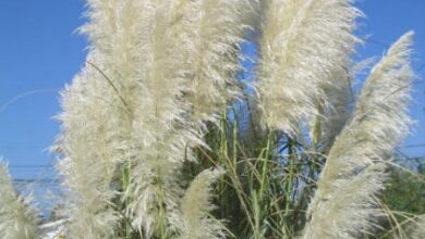 Photo of Cuidados com a planta Gynerium argenteum, Plumeros ou Cortaderia