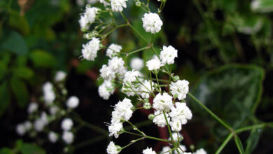 Photo of Cuidados com a planta Gypsophila muralis, Gysophila ou Nuvem da Noiva