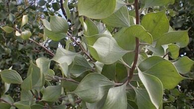 Photo of Cuidados com a planta Hakea petiolaris ou Hakea urchin