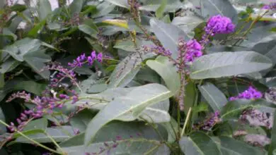 Photo of Cuidados com a planta Hardenbergia violacea ou Hardenbergia violet
