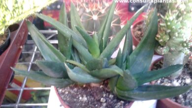 Photo of Cuidados com a planta Haworthia angustifolia ou Aloe stenophylla