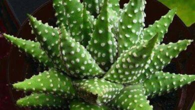 Photo of Cuidados com a planta Haworthia pumila ou Haworthia margaritifera