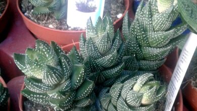 Photo of Cuidados com a planta Haworthia reinwardtii ou Hawortia de Reinwardt