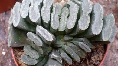 Photo of Cuidados com a planta Haworthia truncata ou Hawortia truncada