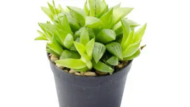 Photo of Cuidados com a planta Haworthia turgida ou Aloe turgida