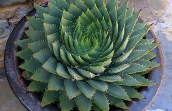 Photo of Cuidados com a planta Haworthia viscose ou Aloe viscose