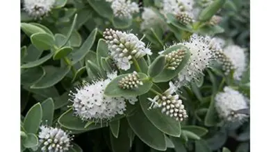 Photo of Cuidados com a planta Hebe albicans ou White Veronica