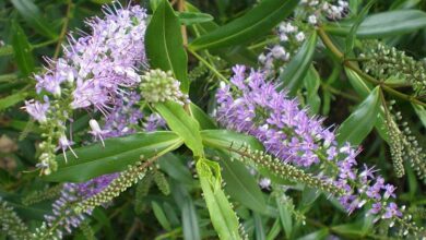 Photo of Cuidados com a planta Hebe salicifolia ou Koromiko