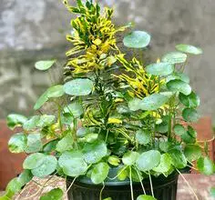 Photo of Cuidados com a planta Helichrysum cymosum ou tapete dourado