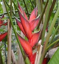 Photo of Cuidados com a planta Heliconia bihai, Bijao ou Platanillo