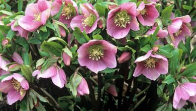 Photo of Cuidados com a planta Helleborus, Heleborus ou Eleborus