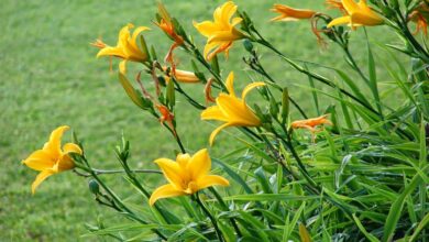 Photo of Cuidados com a planta Hemerocallis ou Lírio Amarelo