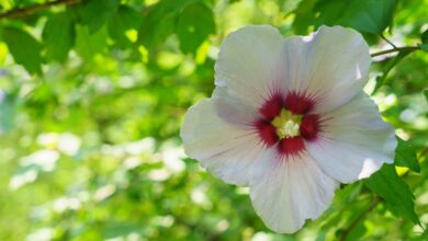 Photo of Cuidados com a planta Hibiscus syriacus, Altea ou Rosa da Síria