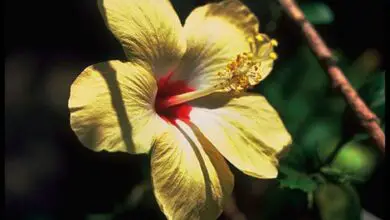 Photo of Cuidados com a planta Hibiscus tiliaceus ou Hibiscus marinho