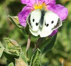 Photo of Cuidados com a planta Hippocrepis balearica ou Rock Violet