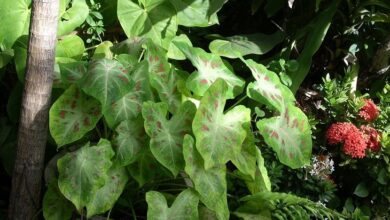 Photo of Cuidados com a planta Homalomena wallisii ou Rei dos Corações