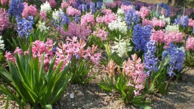 Photo of Cuidados com a planta Hyacinthus orientalis ou jacinto comum