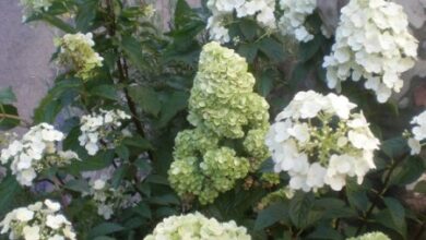 Photo of Cuidados com a planta Hydrangea paniculata ou Hortensia paniculata