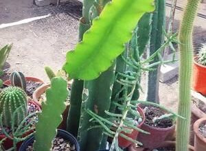 Photo of Cuidados com a planta Hylocereus undatus, Pitahaya ou Cacto Trepador